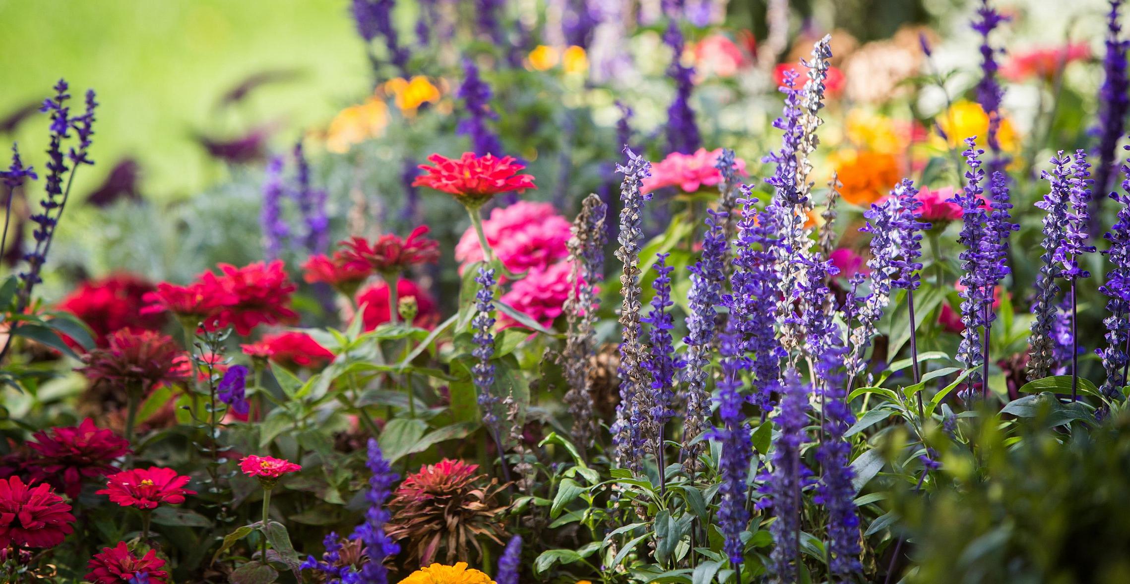 Flowers on campus